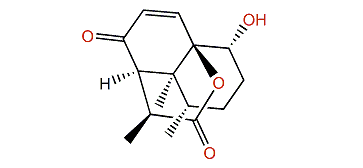 Clavukoellian E